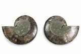Cut & Polished Ammonite Fossil - Madagascar #377554-1
